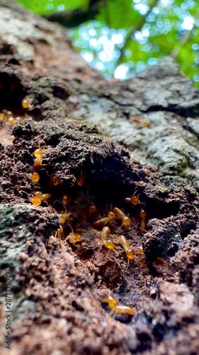 Rare macro footage of multiple termite queens moving inside an active termite colony. Worker termites surround reproductive termites within a natural nest in a decaying tree trunk.