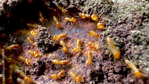 Rare macro footage of multiple termite queens moving inside an active termite colony. Worker termites surround reproductive termites within a natural nest in a decaying tree trunk.