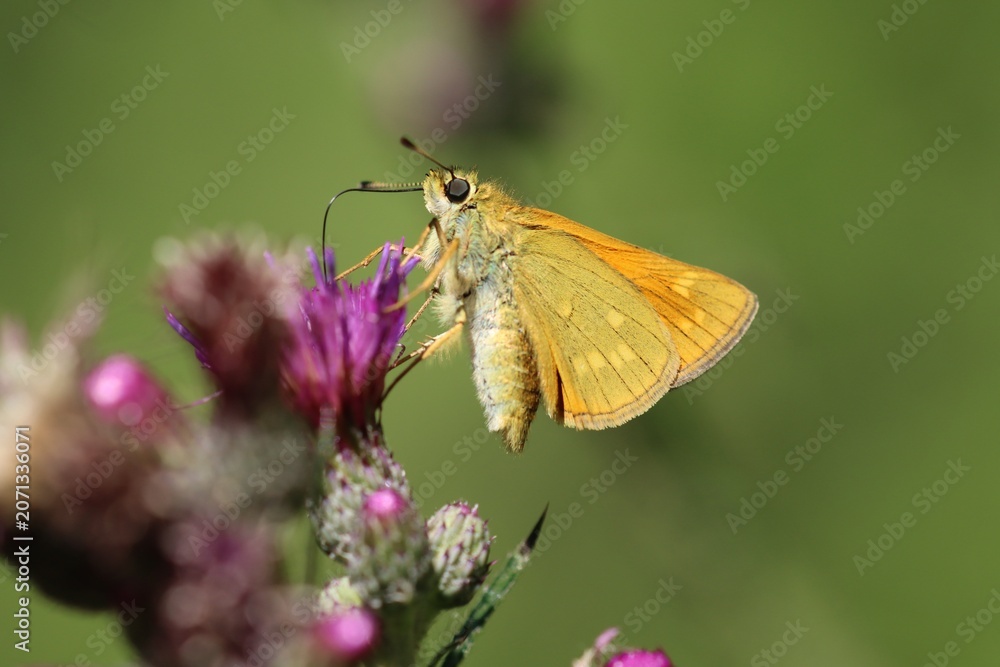 Fototapeta premium butterfly on flower