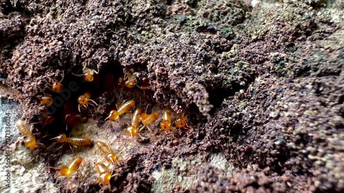 Rare macro footage of multiple termite queens moving inside an active termite colony. Worker termites surround reproductive termites within a natural nest in a decaying tree trunk.