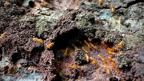 Rare macro footage of multiple termite queens moving inside an active termite colony. Worker termites surround reproductive termites within a natural nest in a decaying tree trunk.