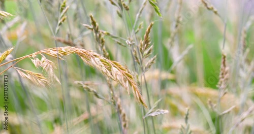 Beautiful ornamental grass field swaying gently with right copy space