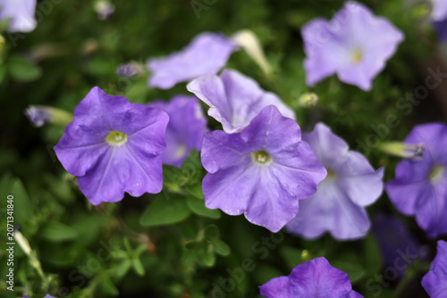 Beautiful purple petunia flowers in the garden.