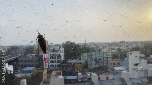 Close-up of a fly resting on a window glass with an out-of-focus urban cityscape in the background, creating a contrast between nature, insects and modern metropolitan life