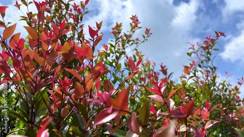 Red autumn leaves sway gently in the breeze, capturing a serene moment of seasonal transition	
