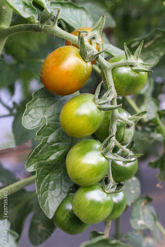 Red and green tomatoes ripening on an organic pesticide-free farm, fresh harvest, healthy and natural produce