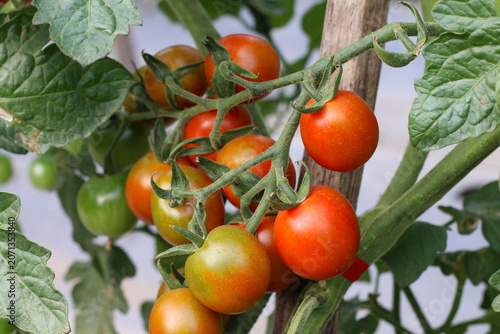 Ripening red and green tomatoes on healthy organic plants, pesticide-free farming, vibrant natural harvest
