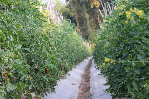 Red and green tomatoes ripen naturally on an organic farm, free from chemicals, yielding an abundant harvest.