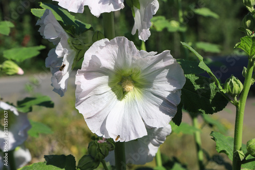 Photos Macro close-up of white hollyhock flowers with hoverflies collecting nectar and