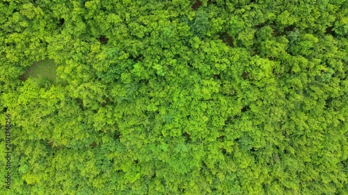 : Aerial Top View of Dense Green Forest Canopy Texture