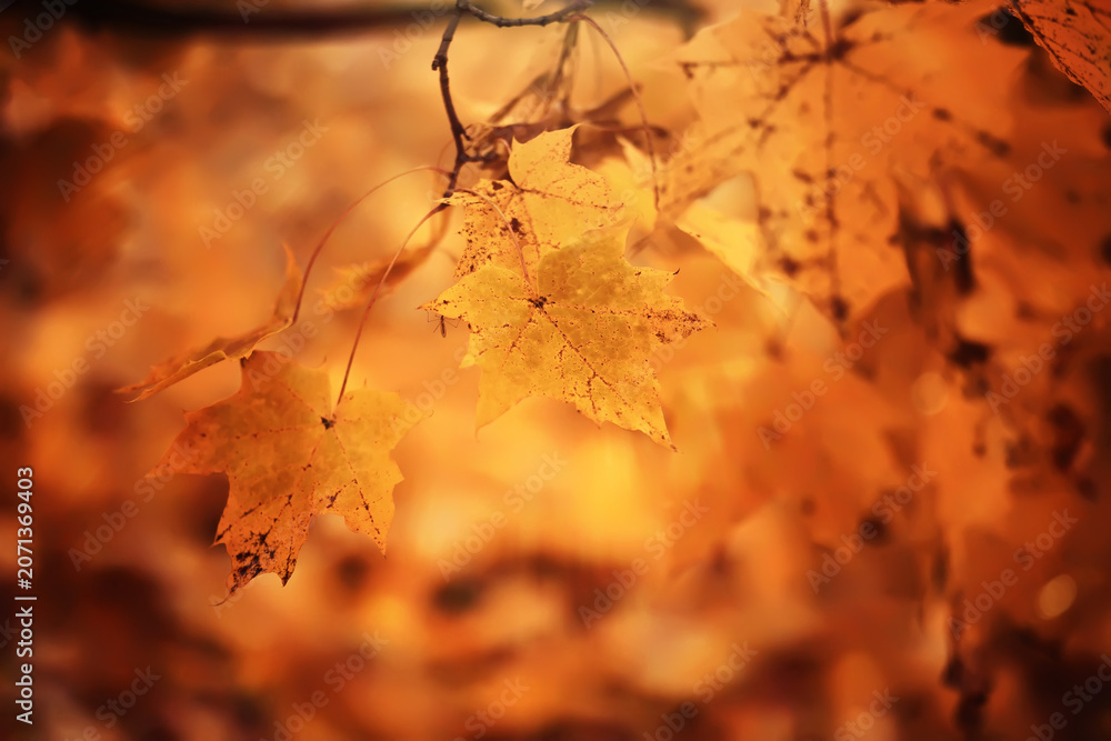 Fototapeta premium Lively closeup of falling autumn leaves with vibrant backlight from the setting sun