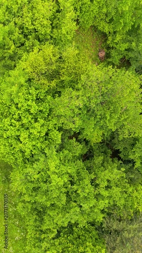 : Aerial Top View of Dense Green Forest Canopy Texture