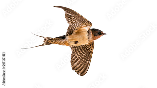 Tableau sur toile Brown and tan swallow bird in flight, isolated on transparent background