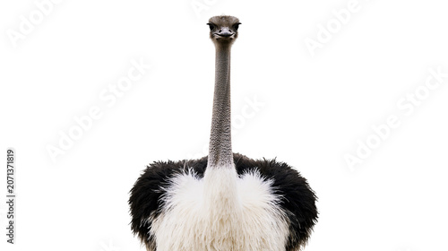 Canvas Print Ostrich with long neck and fluffy feathers, isolated on transparent background