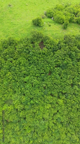 : Aerial Top View of Dense Green Forest Canopy Texture