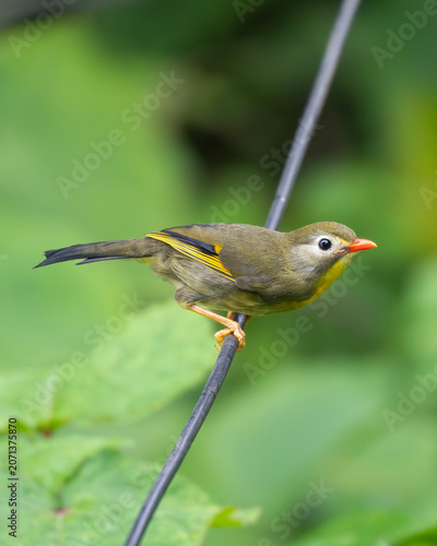 The red-billed leiothrix (Leiothrix lutea) is a member of the family Leiothrichidae, native to southern China and the Himalayas.
