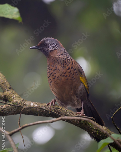 The streaked laughingthrush (Trochalopteron lineatum) is a species of bird in the family Leiothrichidae.