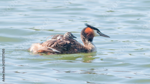 duck in the water
