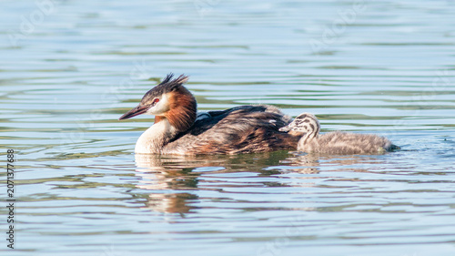 great crested grebe