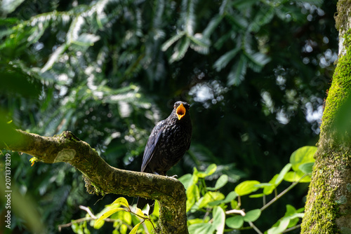 The blue whistling thrush (Myophonus caeruleus) is a bird in the Old World flycatchers family Muscicapidae that is found in the mountains of Central Asia