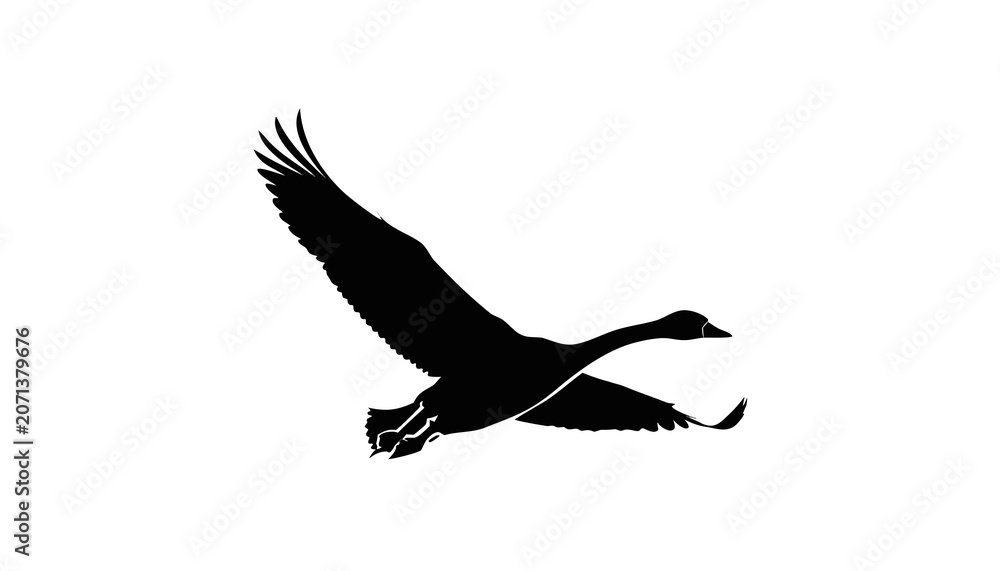 Fototapeta premium Silhouette of a Flying Goose Swan Bird Isolated on White Background