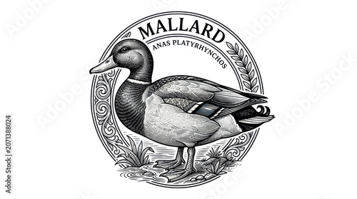 Photos Mallard duck bird animal logo.