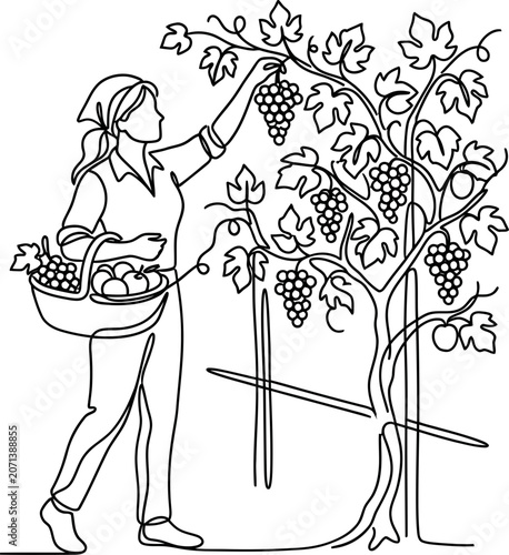Photos Continuous line drawing of a female farmer harvesting grapes in a vineyard