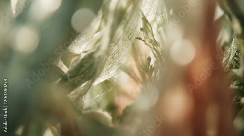 Delicate Foliage with Soft Focus and Natural Light