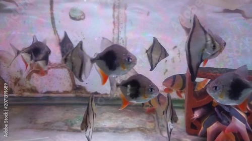 footage crowd Bramidae and macracanthus fish swimming in aquarium record close up