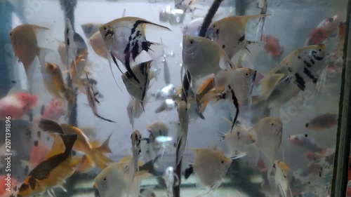 footage of a group of angelfish swimming in an aquarium recorded from close up