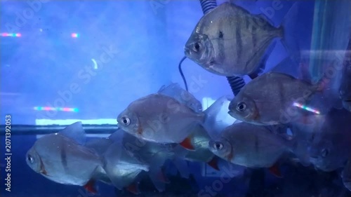footage of a group of Bramidae fish staying in corner of aquarium recorded from close up