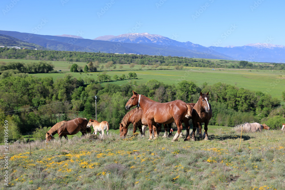Fototapeta premium Cows in the landscape of the Cerdagne high plateau is a vast, sun-drenched valley in the eastern Pyrenees, France