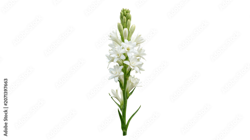 Fototapeta premium Elegant white tuberose flower stalk isolated on a clean white background with soft natural lighting
