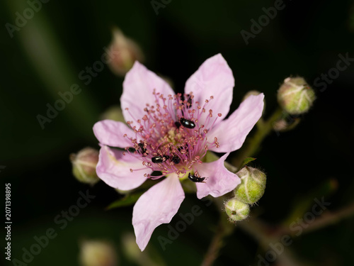 Pink Wild Rose Flower with Small Beetles - Macro Blossom in Natural Habitat