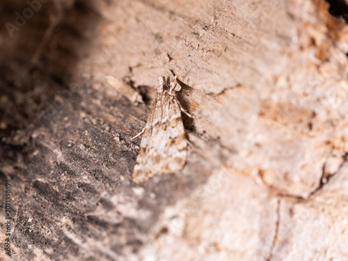 Bio Diversity - Scoparia ambigualis - Camouflaged Moss Moth on Wood