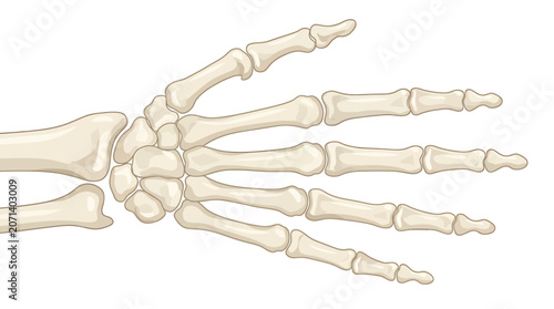 Φωτογραφία Human Hand Skeleton Anatomy Model