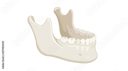 Vászonkép Human Mandible Lower Jawbone with Teeth