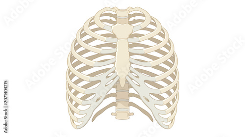 Fotografie Human Ribcage and Sternum Chest Cavity