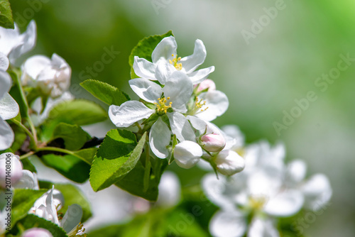 appletree blossom branch in the garden in spring
