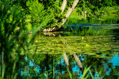 Early morning on a small river in a city park.