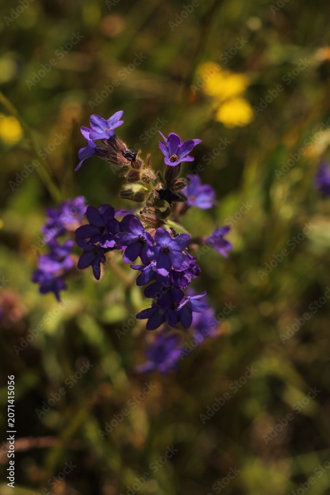 Obraz premium bee on lavender