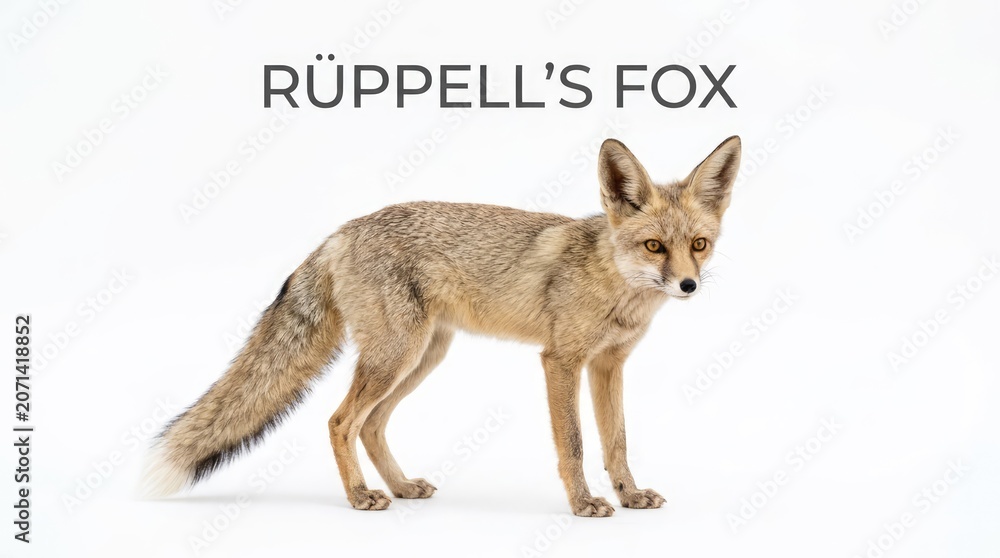 Obraz premium A Ruppell's fox stands alertly against a clean white background, showcasing its slender build and distinctive markings
