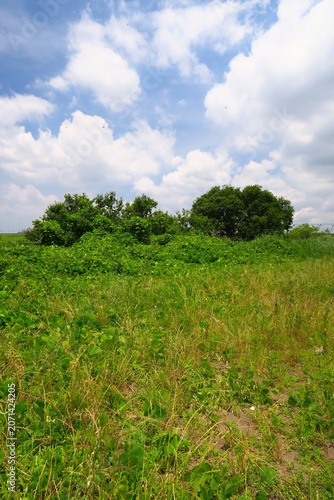 梅雨の晴れ間のホソムギと夏草生える江戸川河川敷の野原風景