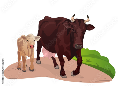 Vector illustration of a cow with a calf. Isolated hand-drawn image of domestic animals.
