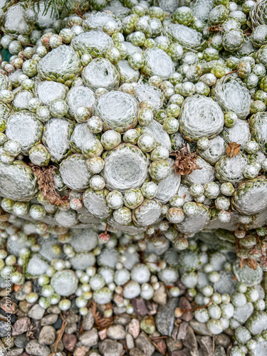 Cobweb Houseleek Close-up