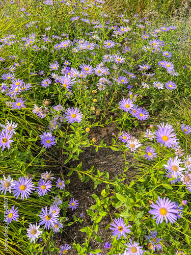 Carpet of Aster Flowers