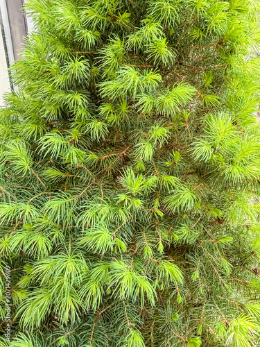 Dwarf Alberta Spruce New Growth