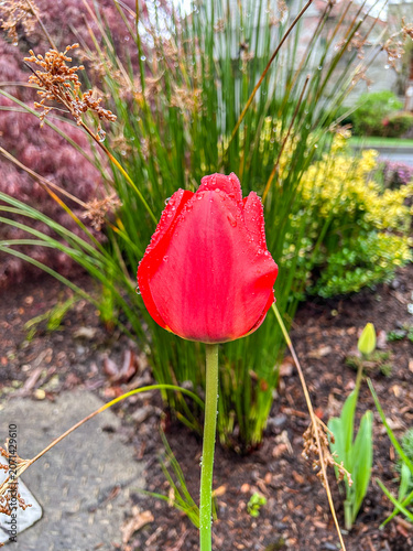 Red tulip with morning dew