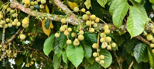Foto A clusters of Langsat (Lansium domesticum) fruits, a popular Southeast Asian fruit