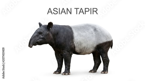 An Asian tapir standing still, showcasing its distinctive black and white coloration. The animal has a prehensile nose and stocky build